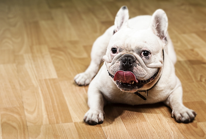 Pet durable flooring