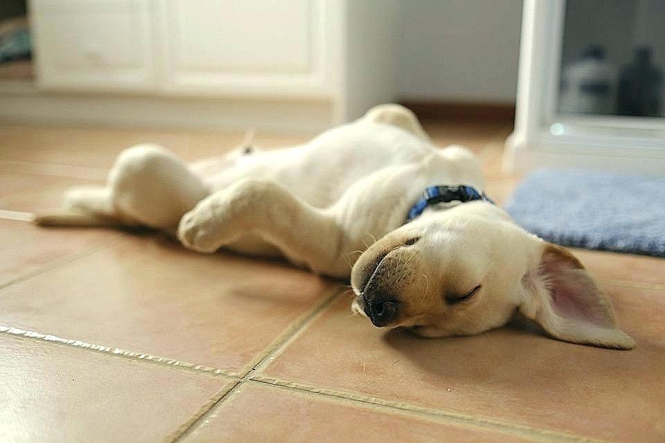 Pet durable flooring